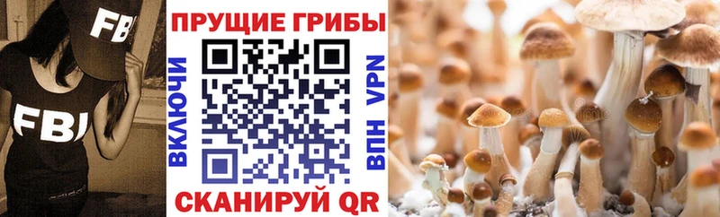 Псилоцибиновые грибы MAGIC MUSHROOMS  наркошоп  kraken ONION  маркетплейс какой сайт  Владивосток 
